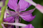 Fireweed